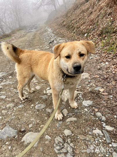 Метис Лабрадора