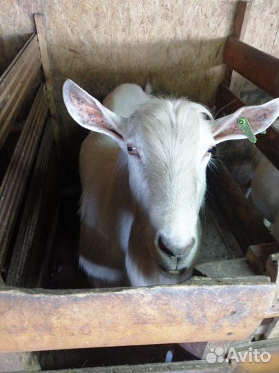 Козы и козел