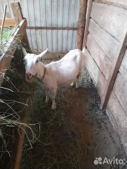 Козы дойные. Козëл племенной