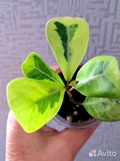 Сингониум Ред спот и Фикус Коконат крем брони нет