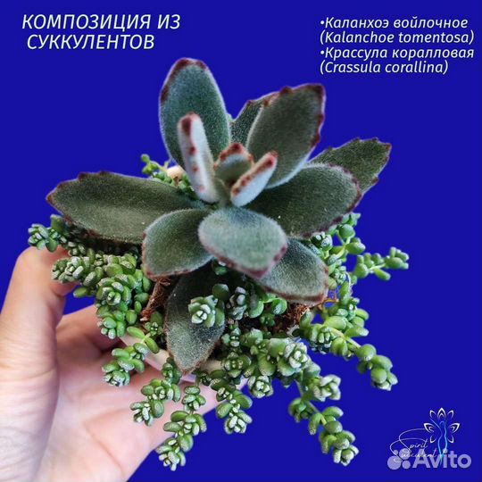 Садик из суккулентов композиция в керамике