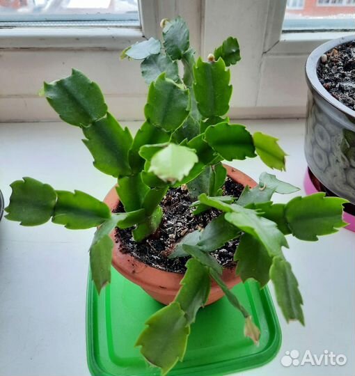 Декабрист цветущий