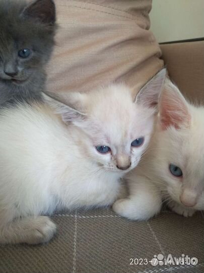 Котята в добрые руки