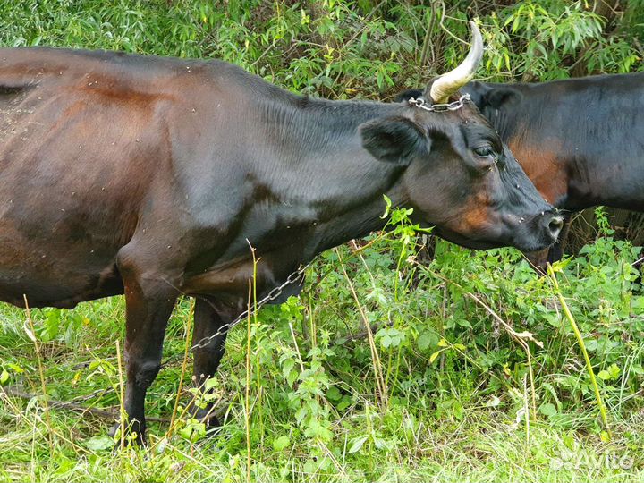 Корова дойная с телочкой