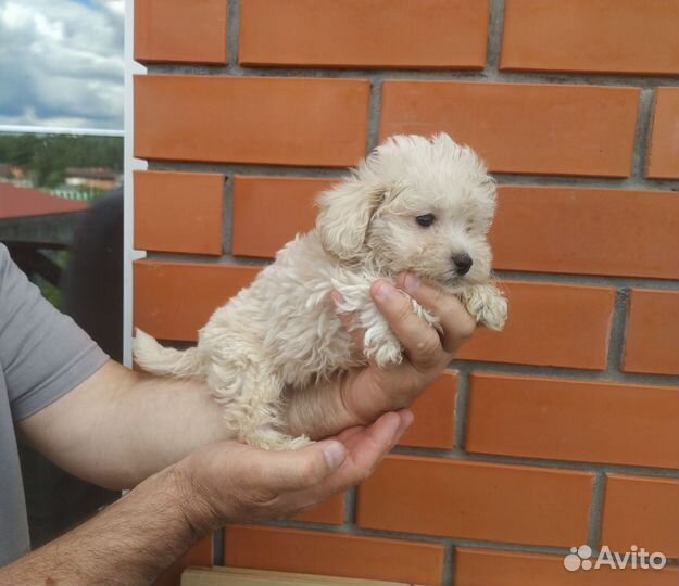 Мальтипу купить