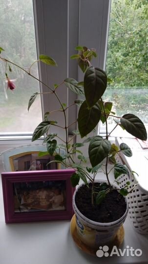 Продам цветы комнатные
