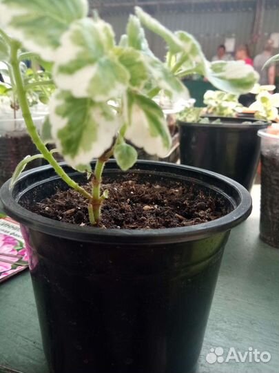 Плекрантус