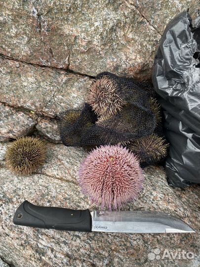 Рыбалка на Баренцевом море