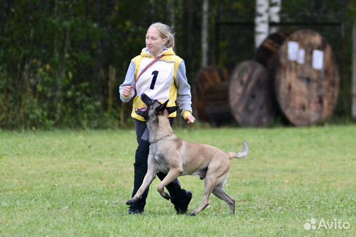 Инструктор по дрессировке собак, Кинолог