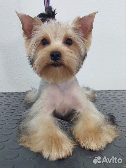 Груминг собак и кошек, тримминг, экспресс линька