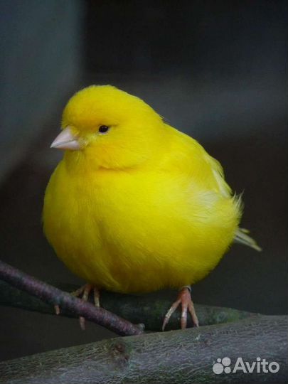 Кенар поющий