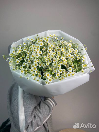 Ромашки, букет ромашек (Танацетум)