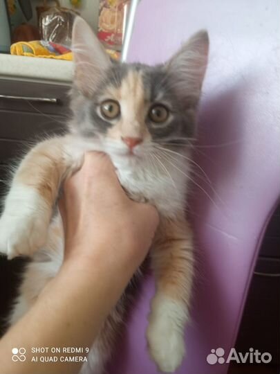 Котики и кошечка в хорошие руки бесплатно