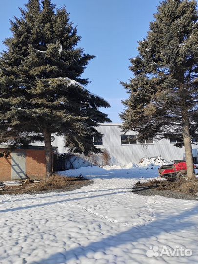 Ёлка сама вывезен