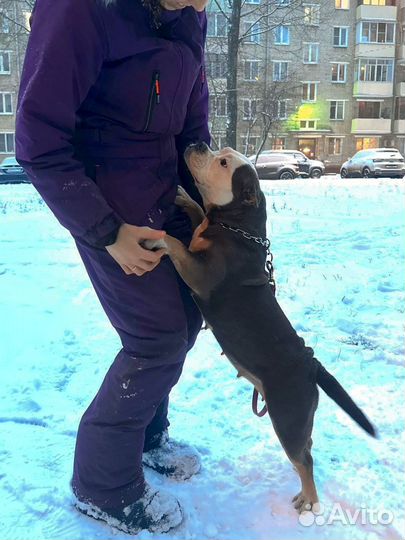 Американский булли покет щенки