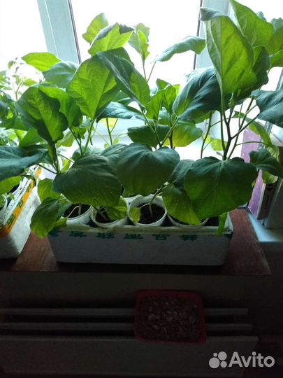 Рассада: помидоры, перцы, баклажаны, петуньи