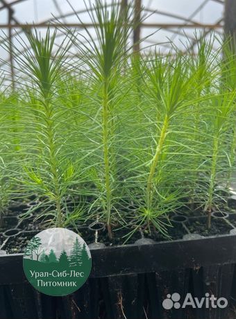 Зкс Сосна сеянцы Ели Лиственницы окс Голуб Горная