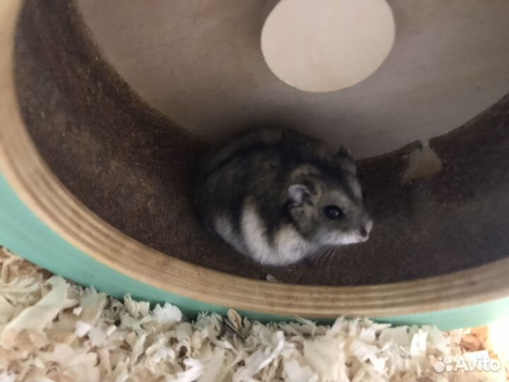 Джунгарский хомяк с клеткой