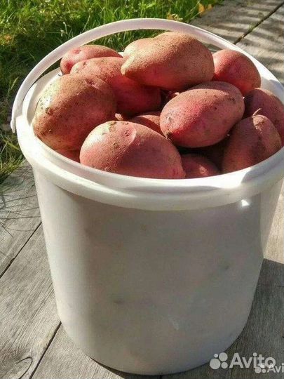 Продам картофель домашний