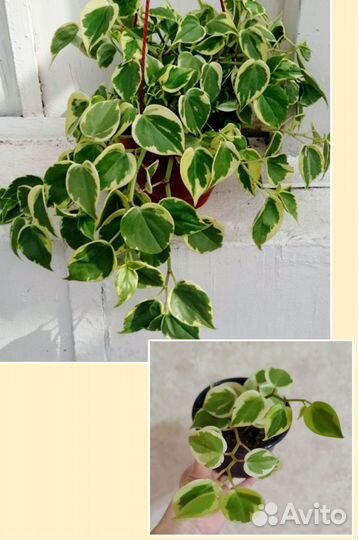 Пеперомия, сингониум