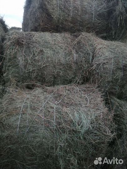 Продам сено в рулонах