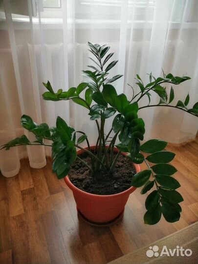 Замиокулькас