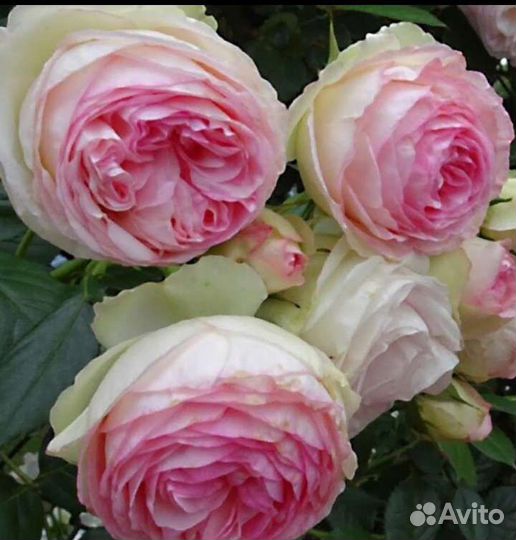 Роза Пьер де Ронсар изысканная плетистая