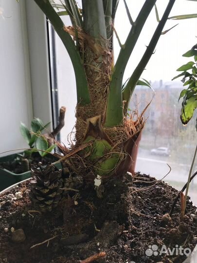 Королевский финик