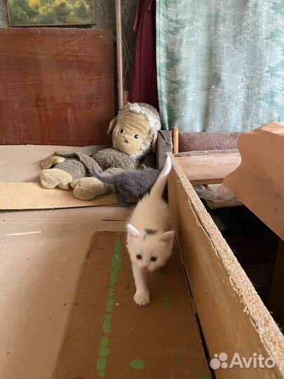 Котята в добрые руки