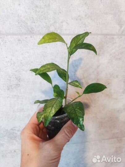 Фикус диверсифолия сплеш