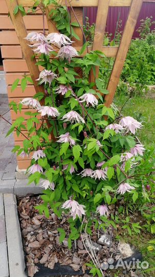 Садовые цветы княжики