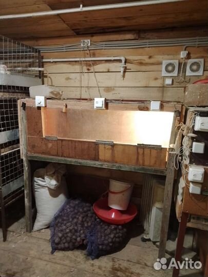 Оборудование для птицеводства