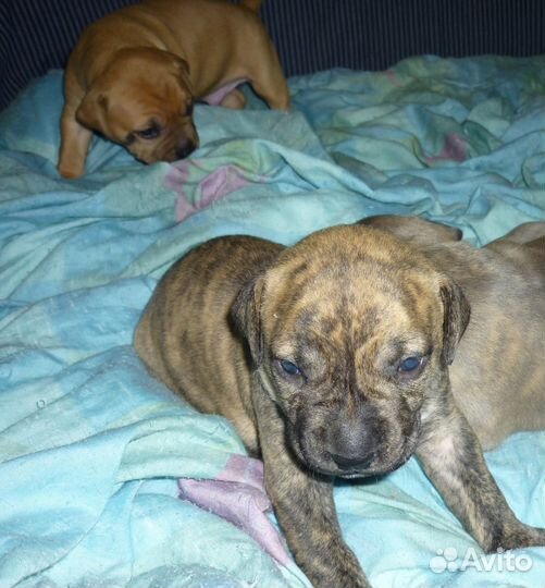 Щенки питбуля