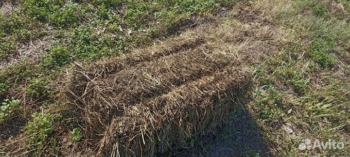 Сена люцерна