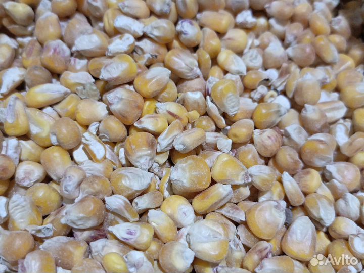 Зерно пшеница ячмень кукуруза