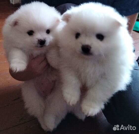 Немецкий щпиц