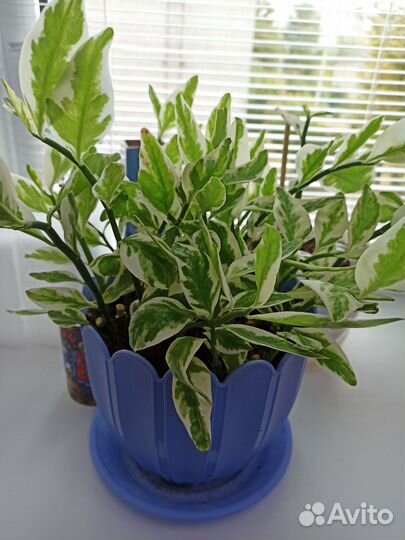 Педилантус