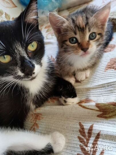 Котёнок в дар