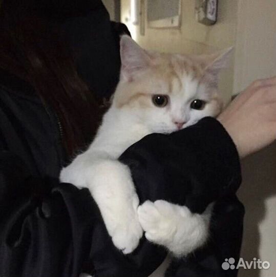 Передержка животных