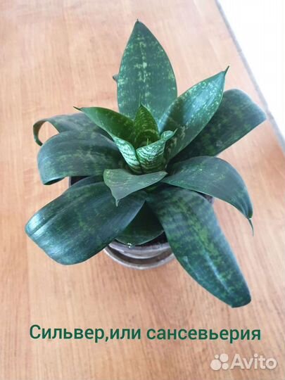 Комнатные растения