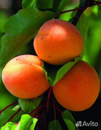 Абрикос царский,саженцы