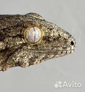 Бананоед гигантский