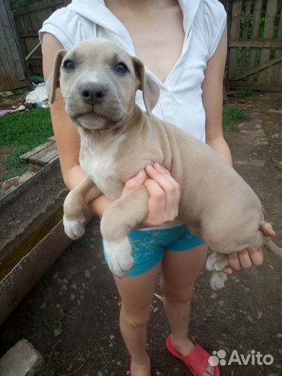 Щенки амстаффа