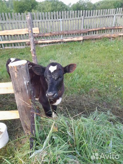Телка 5 месяцев