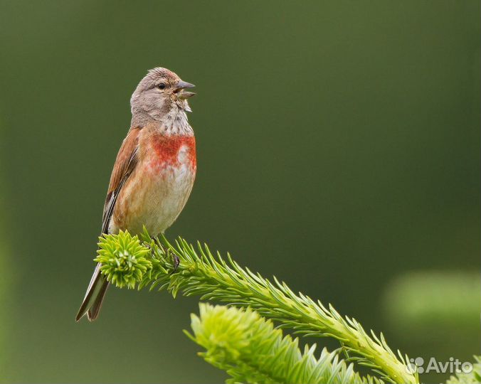 Коноплянки, снегири, щеглы и др. птицы