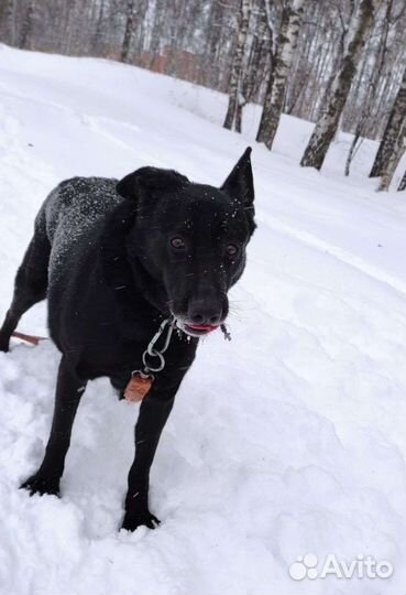 Дарт очень хочет домой(Собака из приюта)