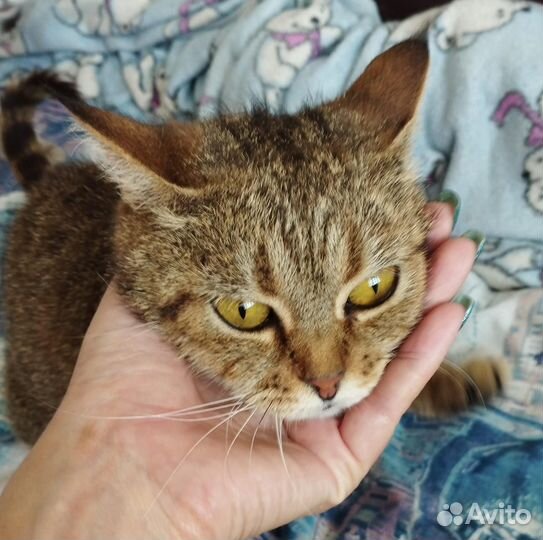 Кошка в добрые руки
