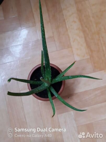 Алоэ Вера растение