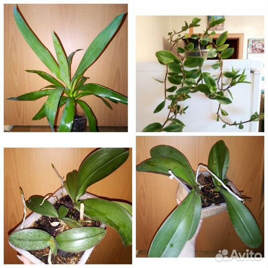 Комнатные растения