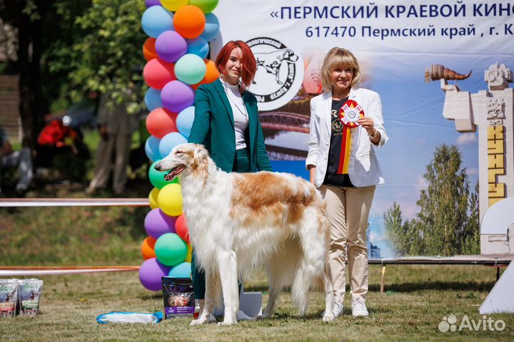 Русская псовая борзая. Кобель для вязки